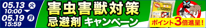 週末キャンペーン