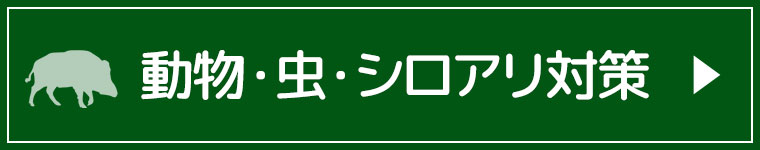 シロアリ