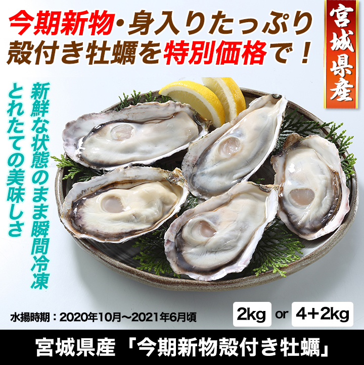身入りたっぷり 宮城県産 今期新物殻付き牡蠣 太くて食べ応え抜群 快適生活 ライフサポート