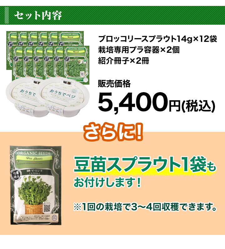 10日で収穫 おうちで簡単 ブロッコリースプラウト栽培キット 豆苗スプラウ 快適生活 快適生活