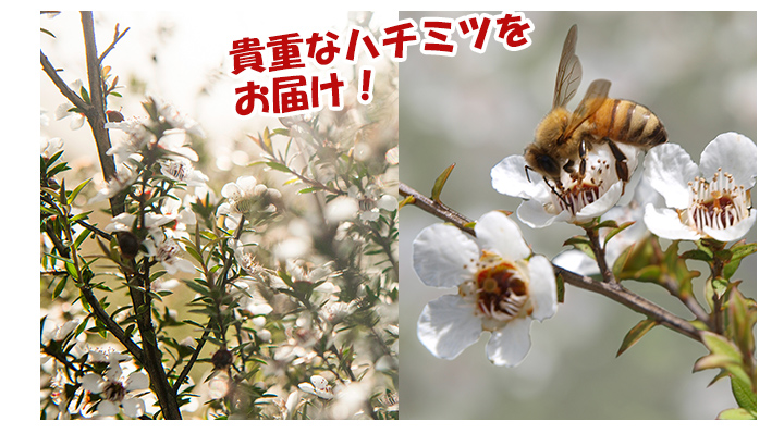 農薬 抗生物質不使用 マヌカヘルス マヌカハニー Mgo263 巣箱から製品まで追跡管理 快適生活 ライフサポート