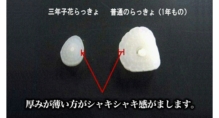 Tvで話題沸騰 三年子花らっきょう 特味神花 福井県特産品 希少価値の高い品です 快適生活 快適生活