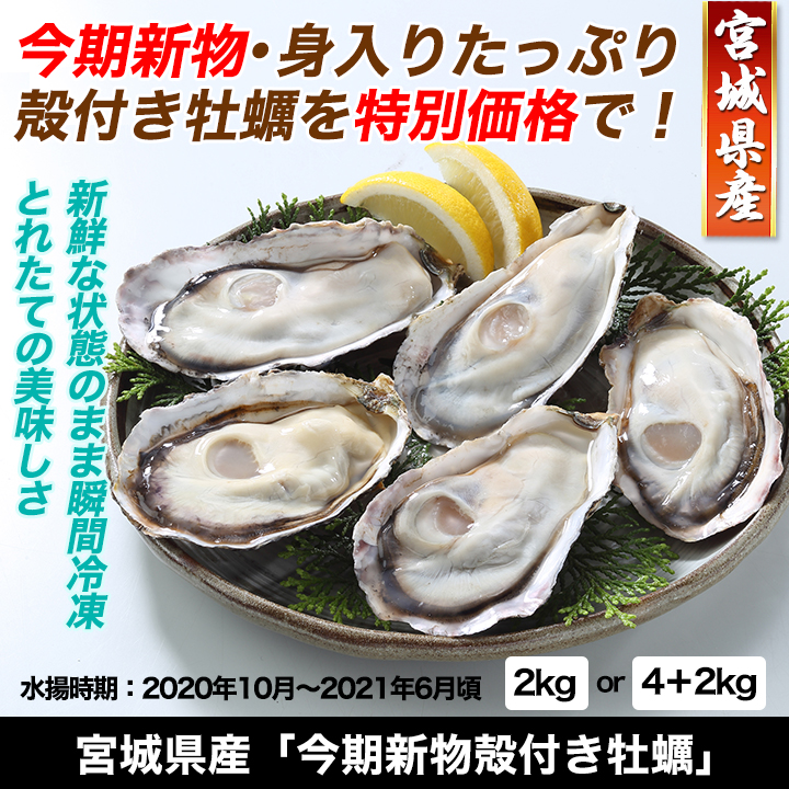 宮城県産｢今期新物殻付き牡蠣｣ 2kg／4+2kg