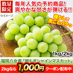 福岡八女産「朝もぎシャインマスカット」 1kg(3房)/2kg(6房)