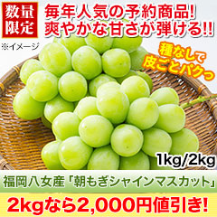 【値引き中】福岡八女産「朝もぎシャインマスカット」 1kg/2kg