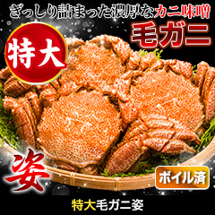 特大毛ガニ姿 総重量:約2.4kg(3尾正味2kg)