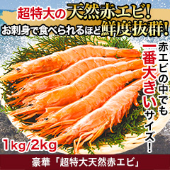｢超特大天然赤エビ｣ 1kg/2kg