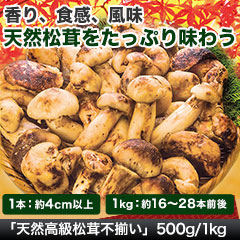 天然高級松茸不揃い　1kg/2kg