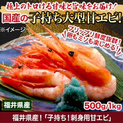 福井県産！「子持ち！刺身用甘エビ」 500g/1kg