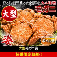 【特番限定価格】大型毛ガニ姿 総重量:約1.2kg(2尾正味1kg)/総重量:約2.4kg(4尾正味2kg)