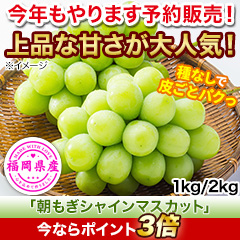 福岡八女産「朝もぎシャインマスカット」 1kg(3房)/2kg(6房)