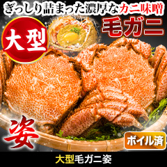 大型毛ガニ姿 総重量:約1.2kg(2尾 正味1kg)/総重量:約2.4kg(4尾 正味2kg)