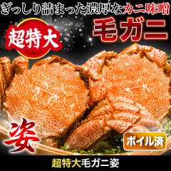 超特大毛ガニ姿 総重量:約1.2kg(1尾 正味1kg)/ 総重量:約2.4kg(2尾 正味2kg)
