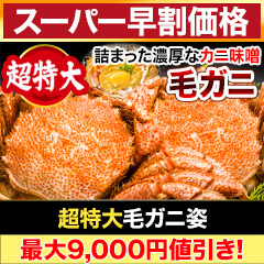 【スーパー早割価格】超特大毛ガニ姿 総重量:約1.2kg(1尾 正味1kg)/ 総重量:約2.4kg(2尾 正味2kg)