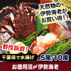 お徳用活〆伊勢海老 5尾/10尾