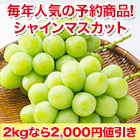 【値引き中】福岡八女産「朝もぎシャインマスカット」 1kg/2kg