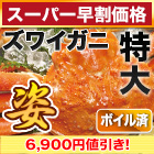 【スーパー早割価格】特大ボイルズワイガニ姿まつり 総重量:約3.6kg(5尾 正味3kg)