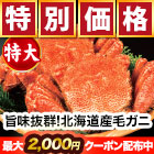 【早割価格】特大北海道産毛ガニ 総重量:約730g(1尾 正味670g前後)/総重量:約2.2kg(3尾 正味2kg前後)